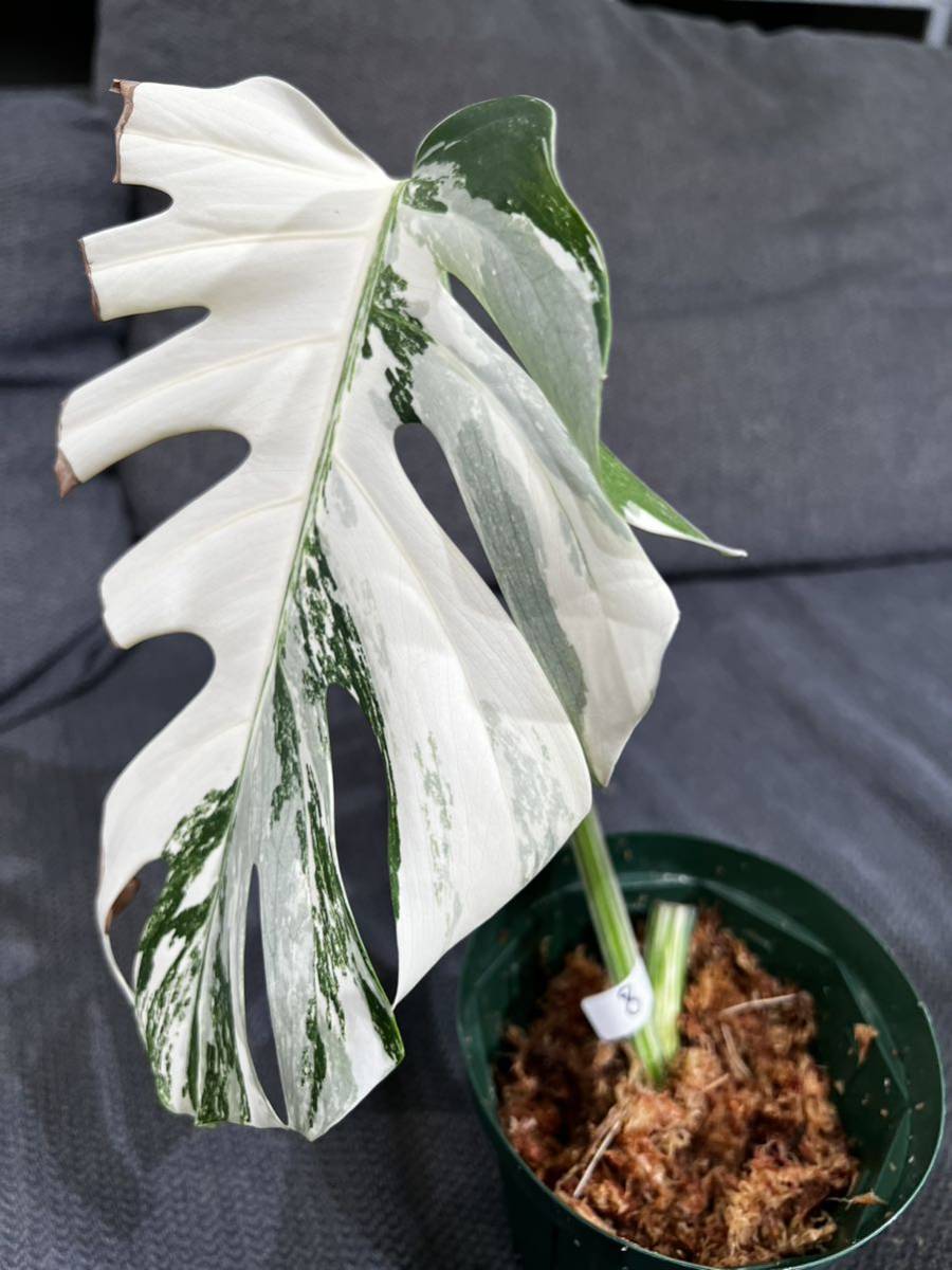 斑入 ホワイトタイガー Monstera deliciosa var borsigiana 斑入