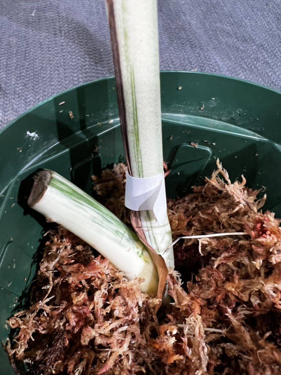斑入 ホワイトタイガー Monstera deliciosa var borsigiana 斑入