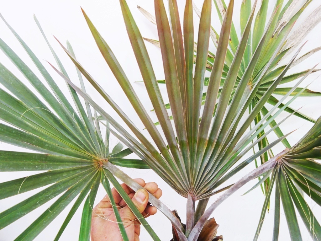 ビスマルキア・ノビリス シルバー7号品種で選べる観葉植物