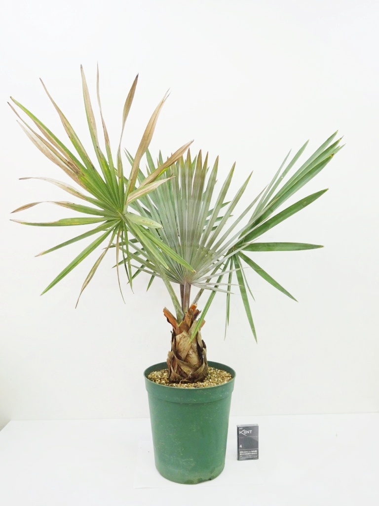 ビスマルキア・ノビリス シルバー7号品種で選べる観葉植物