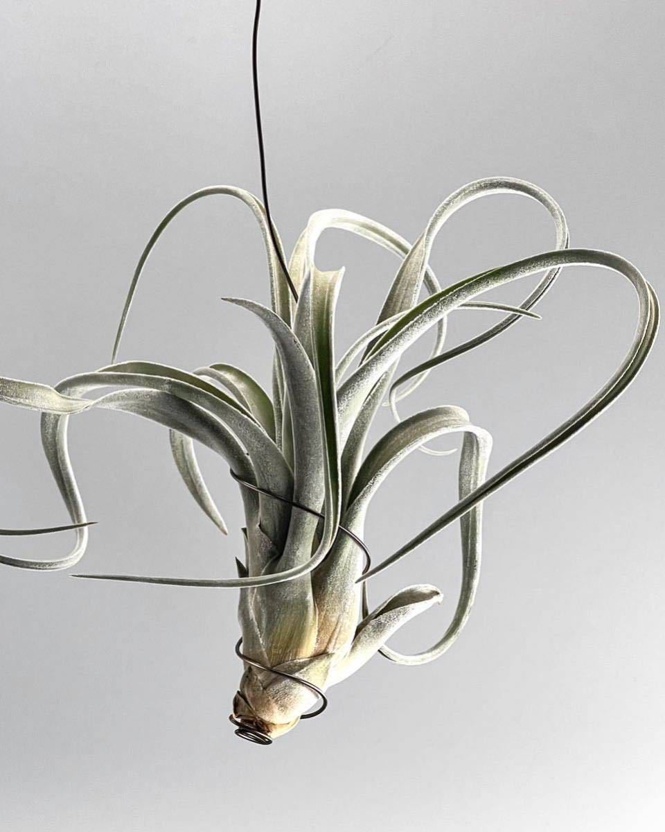 チランジア チアペンシス×カプトメデューサエ【ハンギングワイヤー付】レア品種