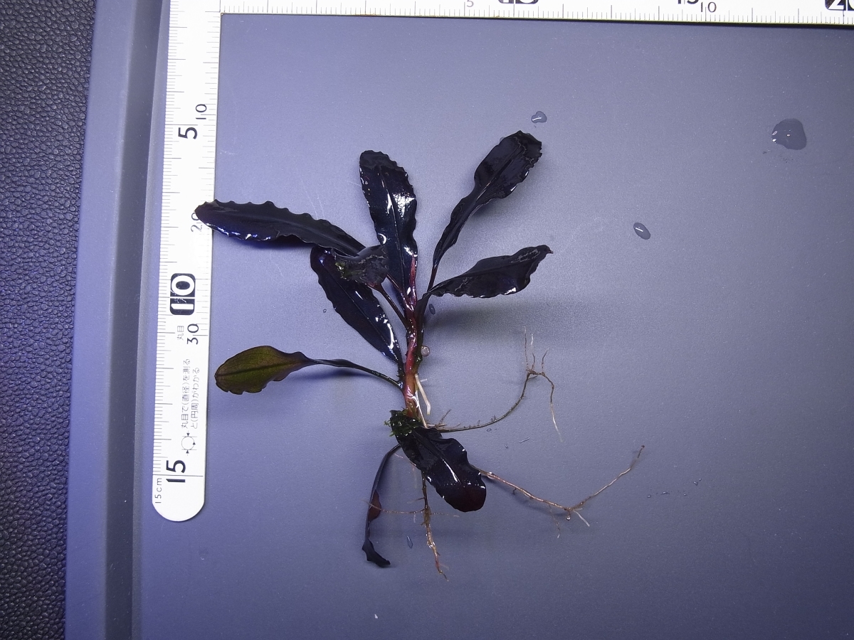 ◇Bucephalandra sp.Brownie Ghost 2011-2012 Nakamoto