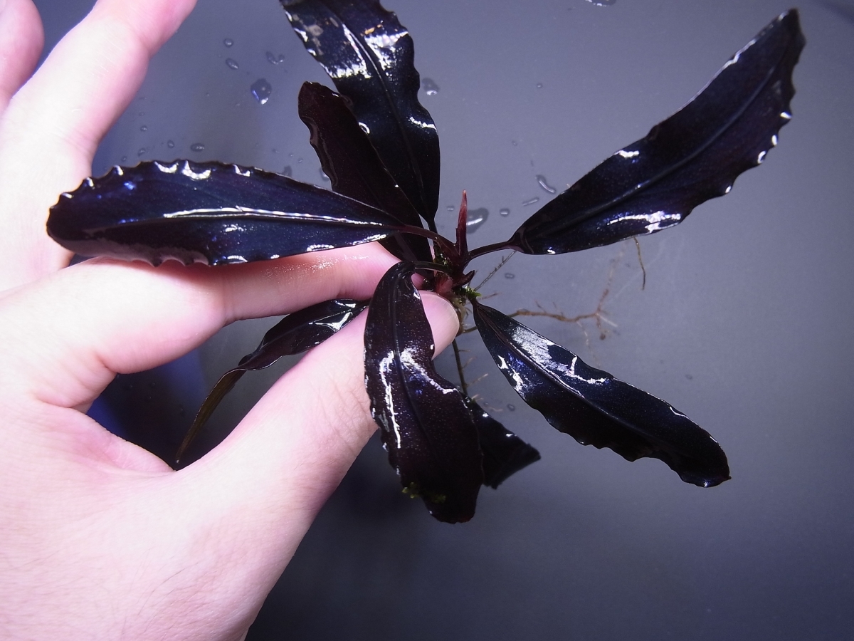 ◇Bucephalandra sp.Brownie Ghost 2011-2012 Nakamoto