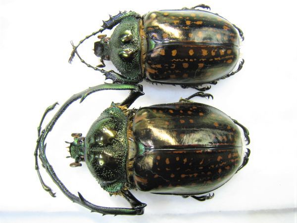 バターレルテナガコガネ Cheirotonus battareli: Beetles Breeding