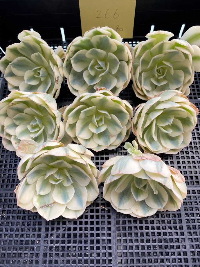 0106-HD308-266 ルノーディーン8個　多肉植物エケベリア韓国苗