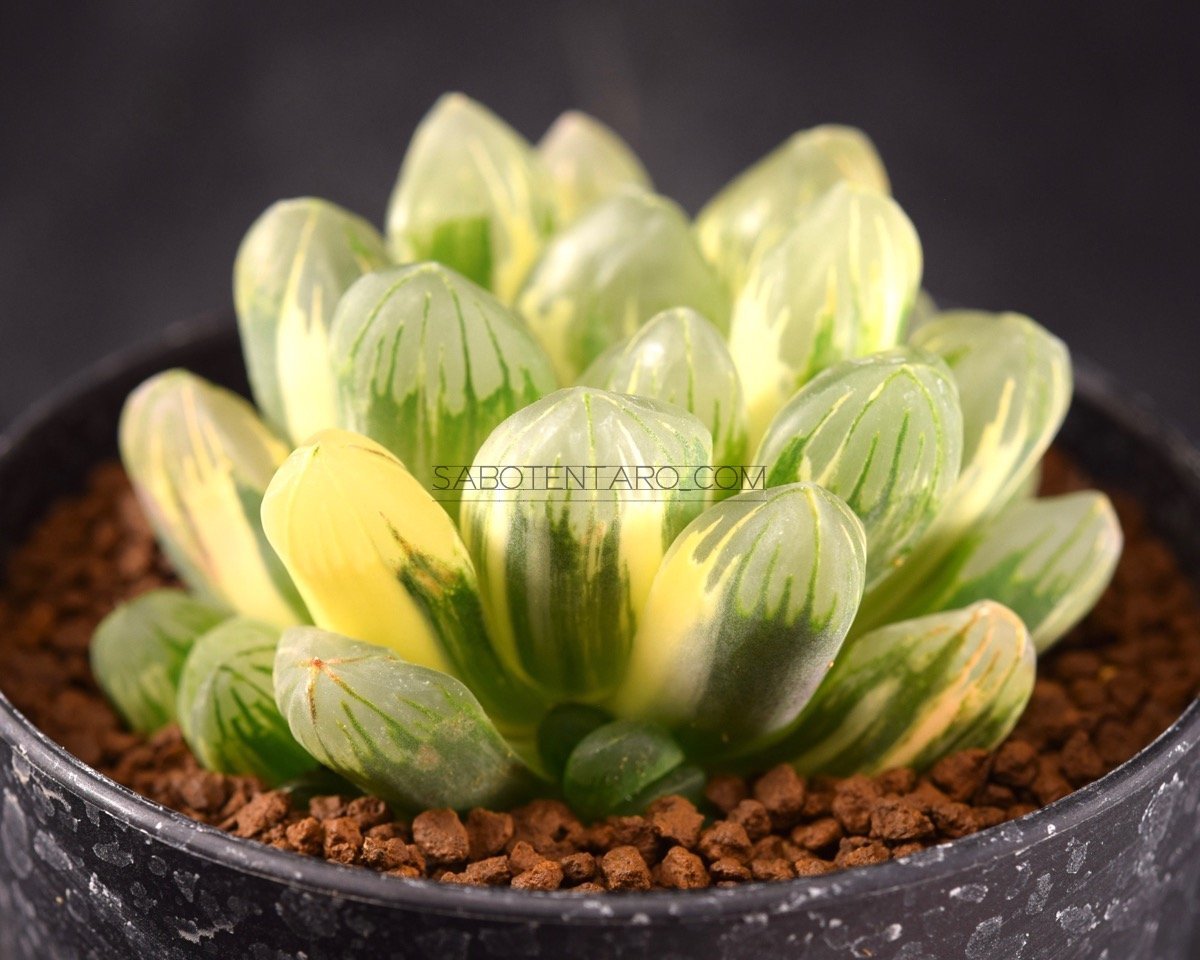 白蛇伝 カキ仔株 根あり *.ハオルシア * ハオルチア * 多肉植物 自家実生