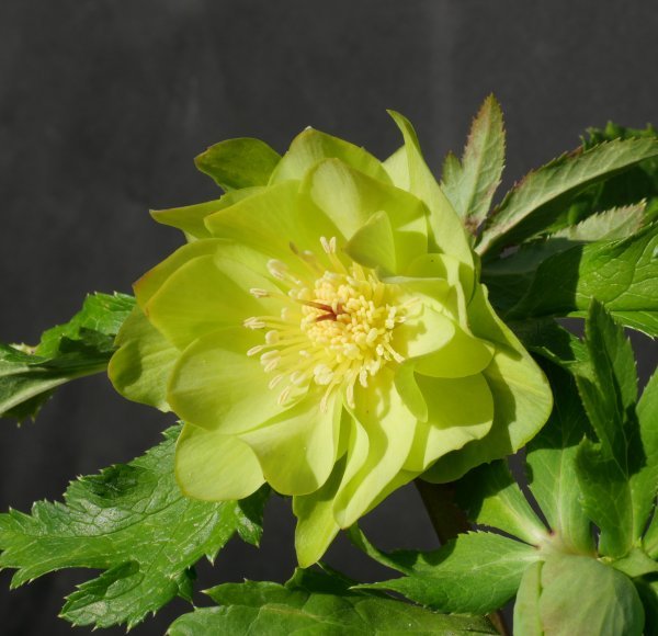 クリスマスローズ ☆クリスマスローズ☆開花株*DDゴールドはっきり