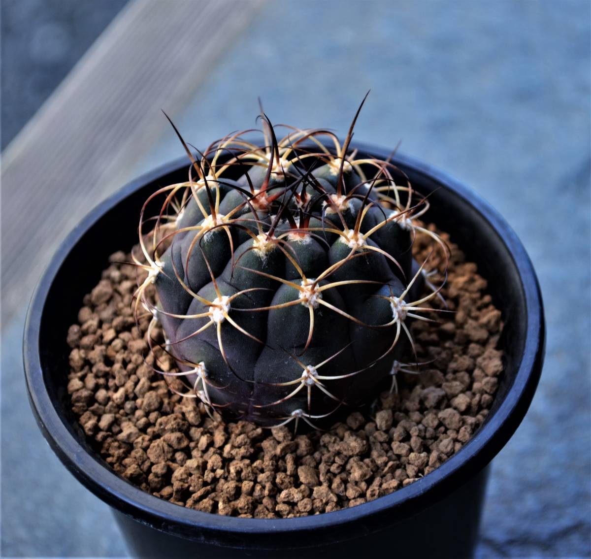 ★多肉植物★サボテン★ギムノカリキウム【Gymnocalicium pflanzii var.albipulpa 】【天紫丸・尾形丸】実生選抜・Φ4.8・3.0号・現品