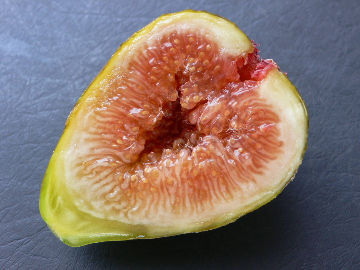 N-471★Schar Amber★　イチジク（無花果）