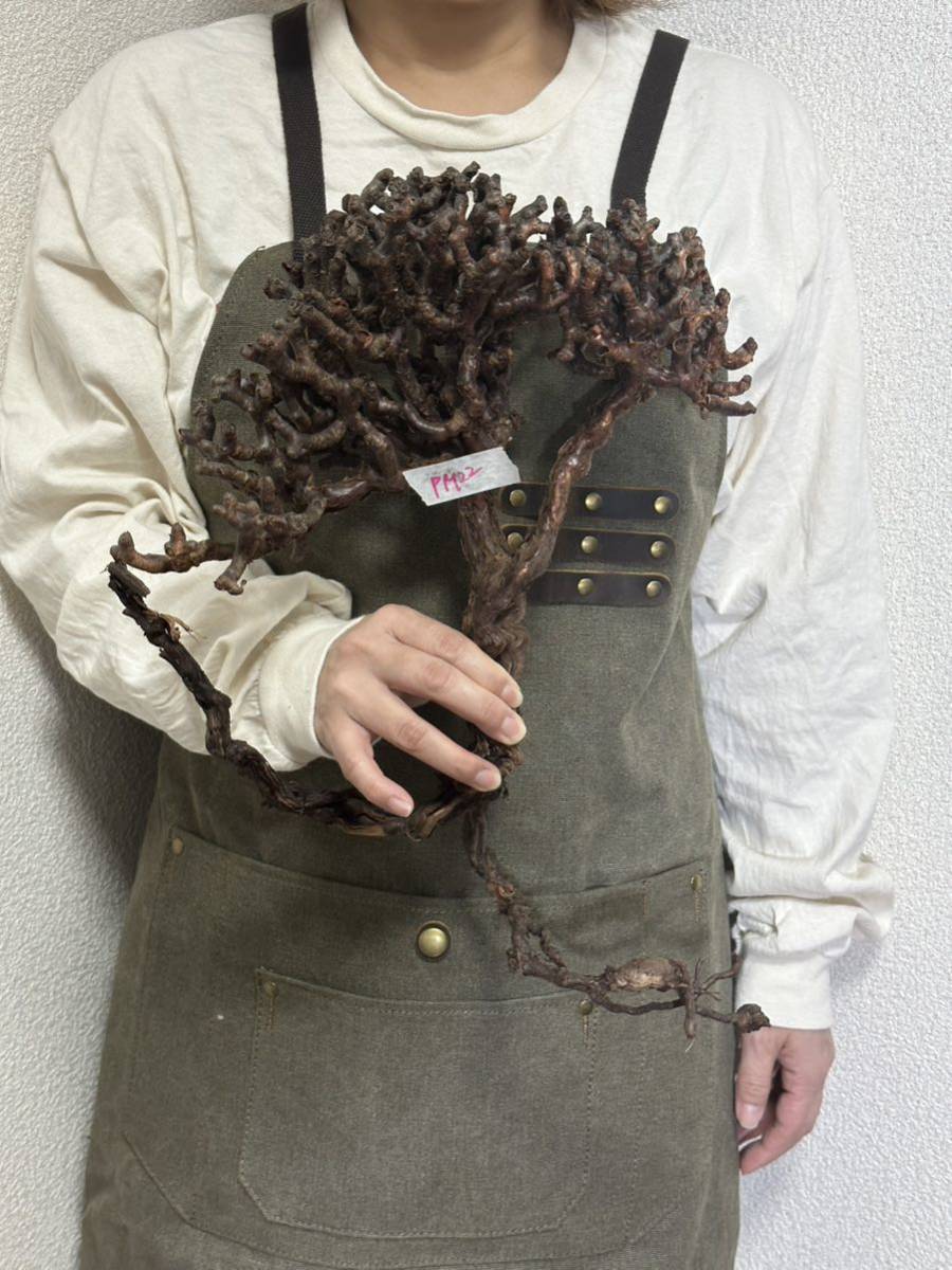 キ2483 「実生株」オペルクリカリア パキプス 2年株【種から発芽！・発
