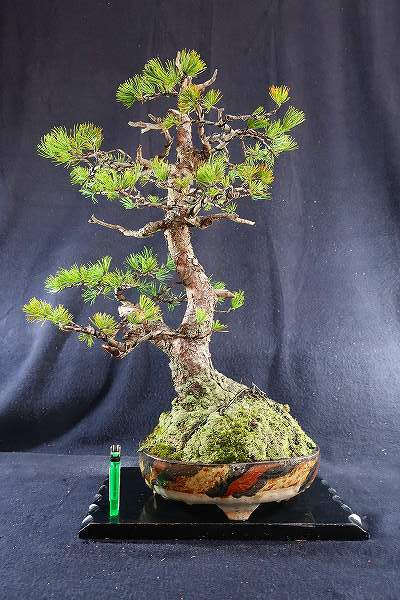 盆栽＜大品盆栽、四国五葉松、山取り、委託品、樹高56cm、NO2＞棚出し