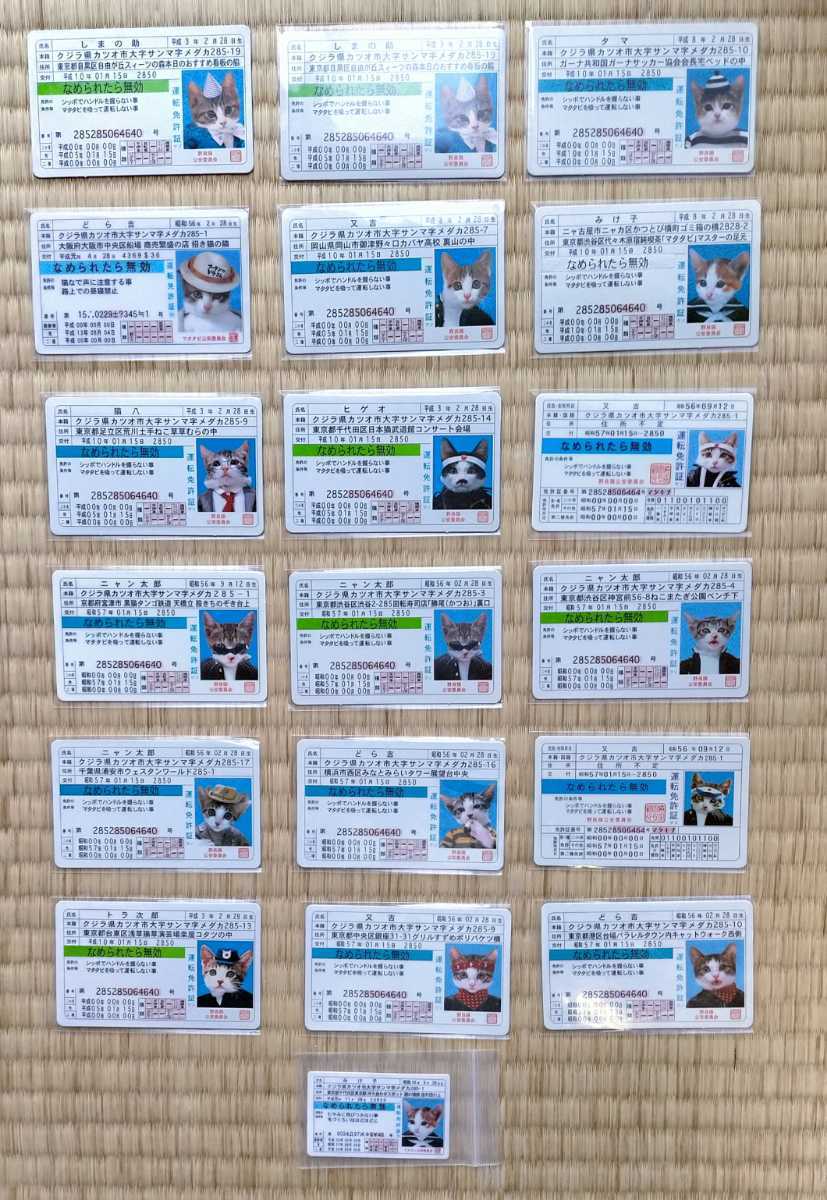 カード なめんなよ 19枚セット 免許証 なめ猫免許証 なめ猫 なめねこ