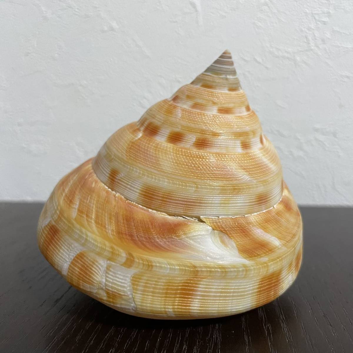 Yahoo!オークション -「貝標本オキナエビス」の落札相場・落札価格