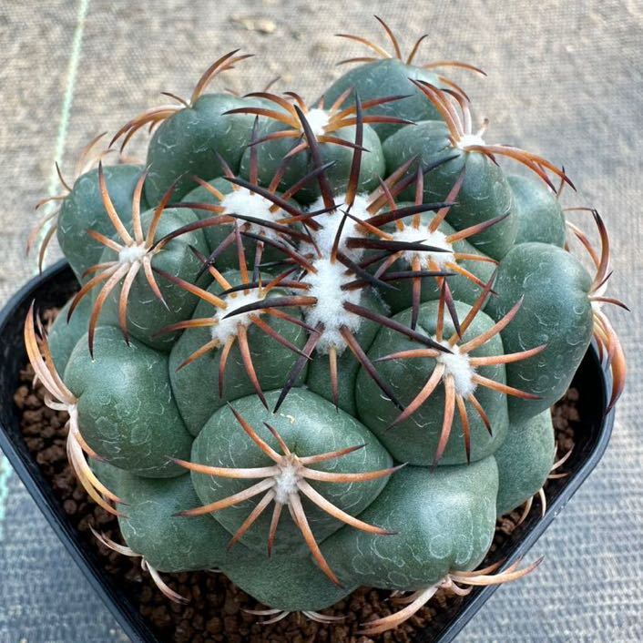 【100%新品，正規品】 天司丸 Coryphantha サボテン(サボテン)｜売買されたオークション情報、yahooの商品情報をアーカイブ公開 - オークファン サボテン