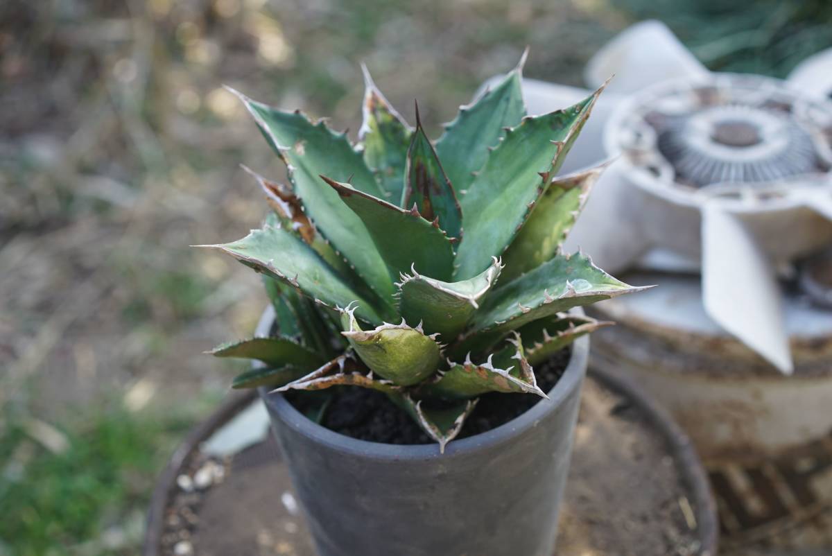 大株【特選良形美株】 アガベ アメリカーナ 華厳 白中斑 agave