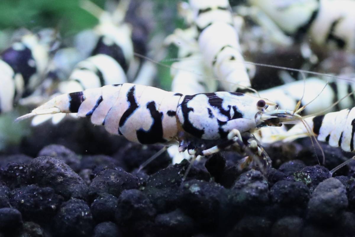 ≪ えび道楽 ≫ 　ブラックタイガービー ペア 　