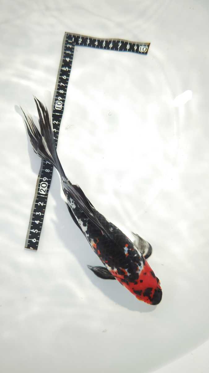 ④ 朱文金 約27センチ 2月12日発送