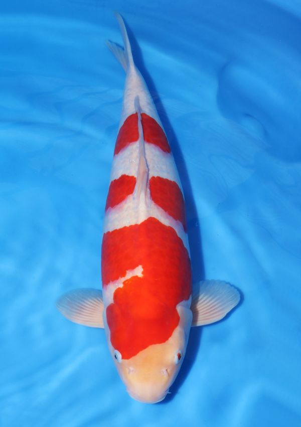 ★新潟県 山古志 生産地直送★　　大日養鯉場本店！　特別出品！　　No.2　【紅白】　　56㎝　　　生産証明書付き。　　動画あり。　　　