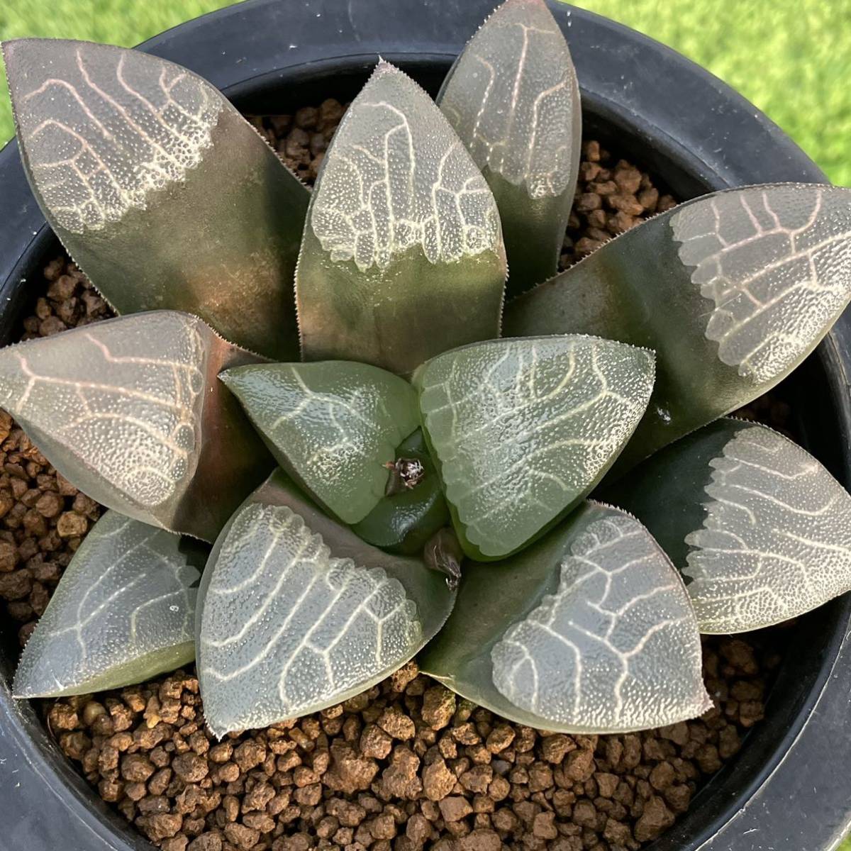 ハオルチア （≧∇≦）多肉植物 コレクタ錦 - 葉挿し Yahoo 