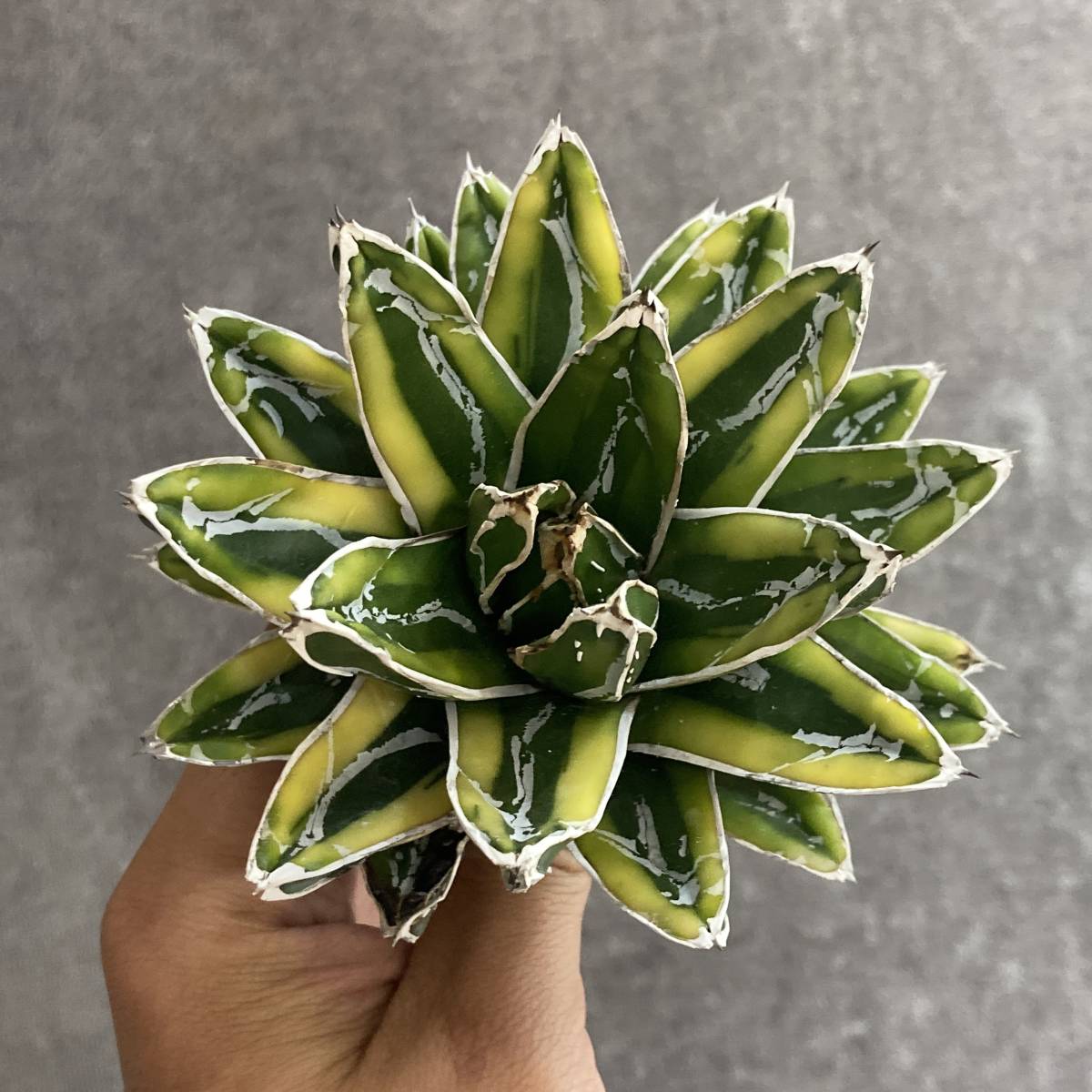 R019-40 特選 アガベ 多肉植物 笹の雪 輝山 黄覆輪 極上株