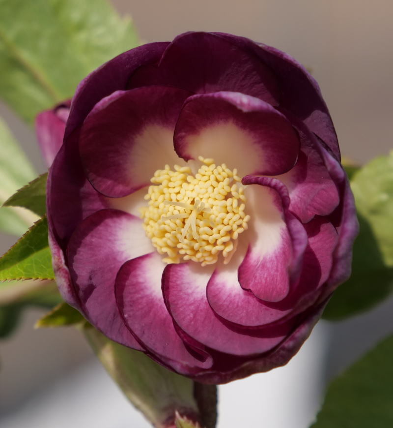 開花株クリスマスローズ・dd紅白の宝-242