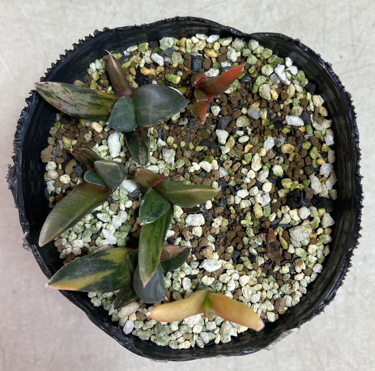 ○アリオカルプス 玉牡丹錦 実生1鉢○Ariocarpus retusus f. variegata