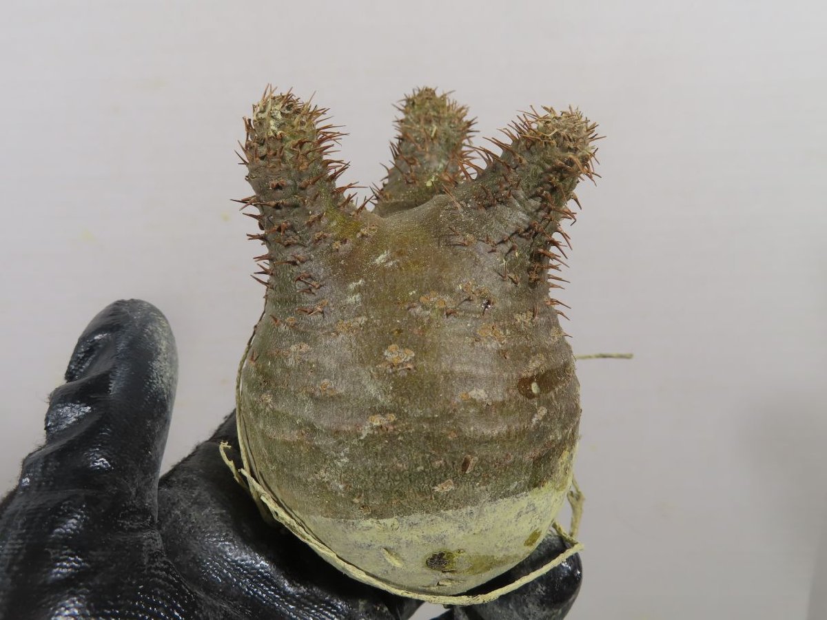 ス4216「現地株」パキポディウム グラキリス S 抜き苗【2/3最新到着・マダガスカル・gracilius・根切り画像要確認】