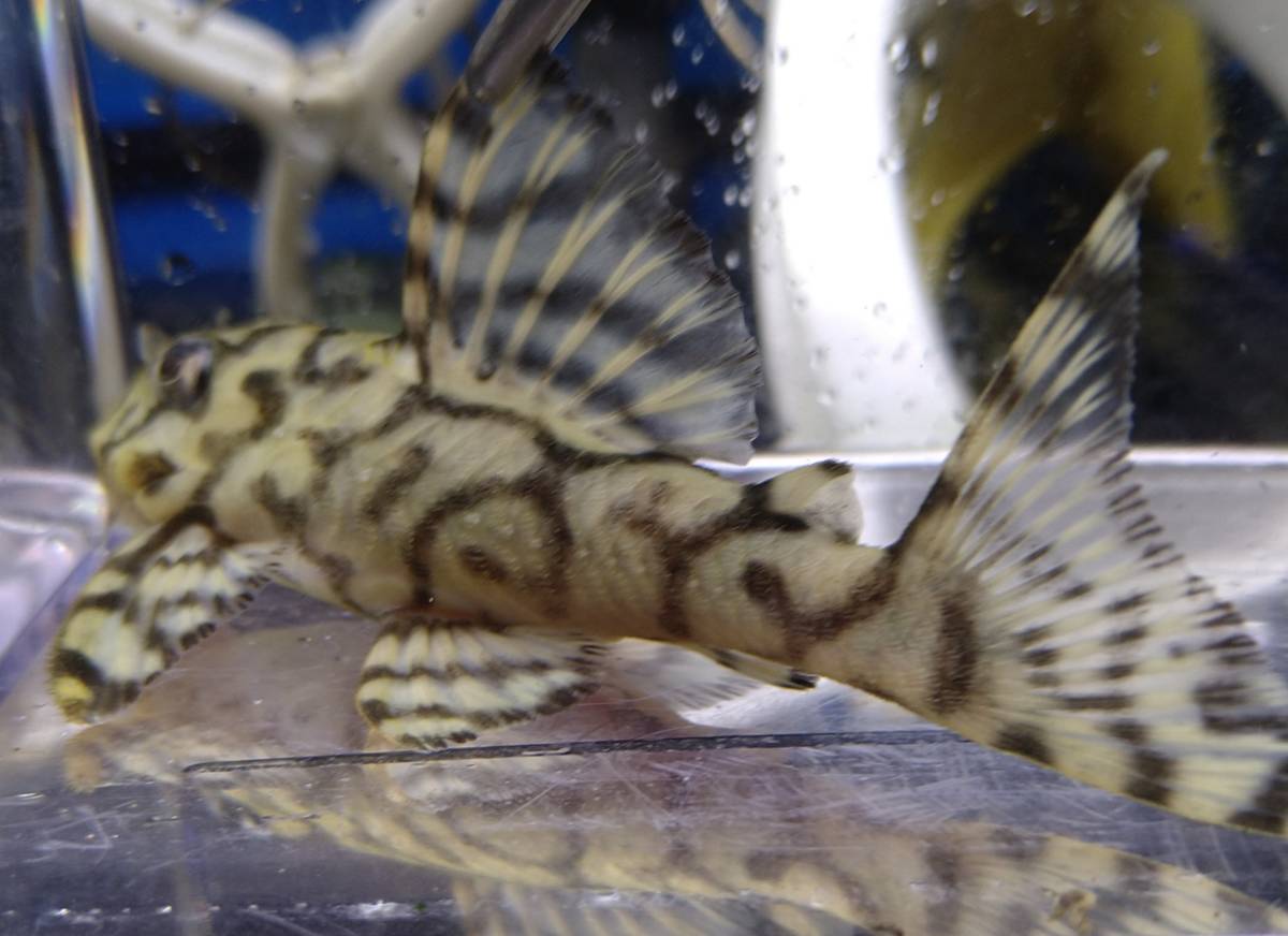 画像自家産キンペコリアル多分メス個体 約8cm〜8.5cm(プレコ)｜売買  