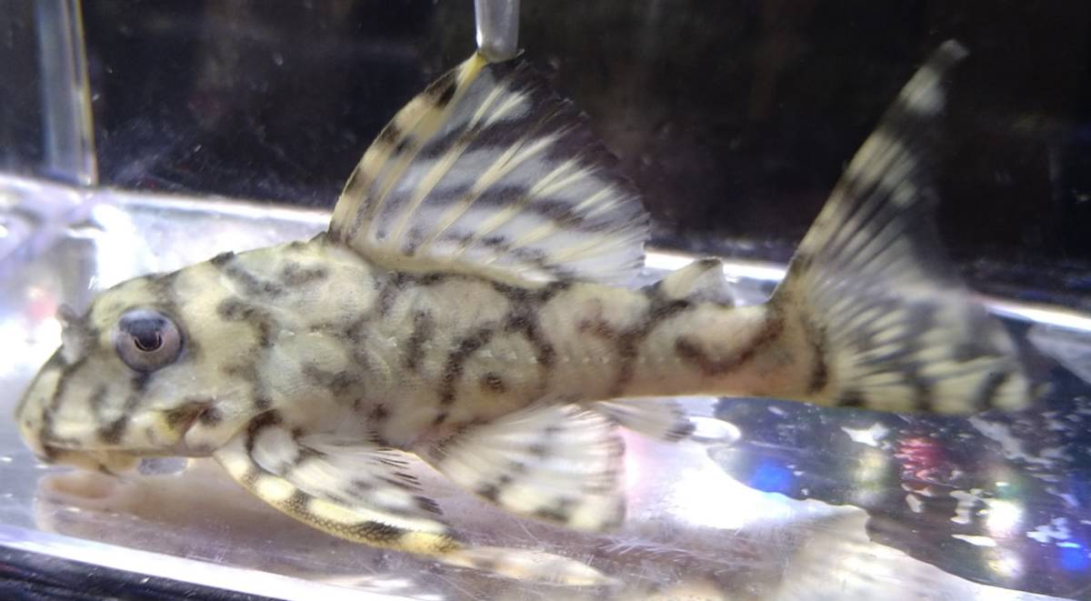 画像自家産キンペコリアル多分メス個体 約8cm〜8.5cm(プレコ)｜売買  