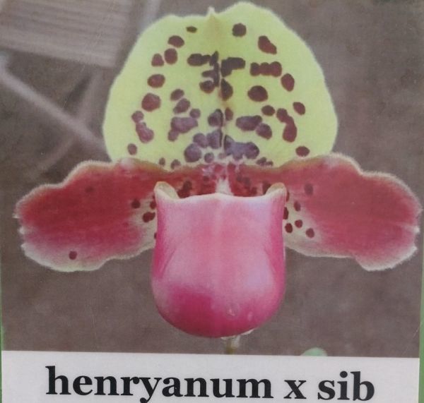北軽ガーデン】＊パフィオ＊Paph. henryanum ×sib②＊原種＊パフィオ