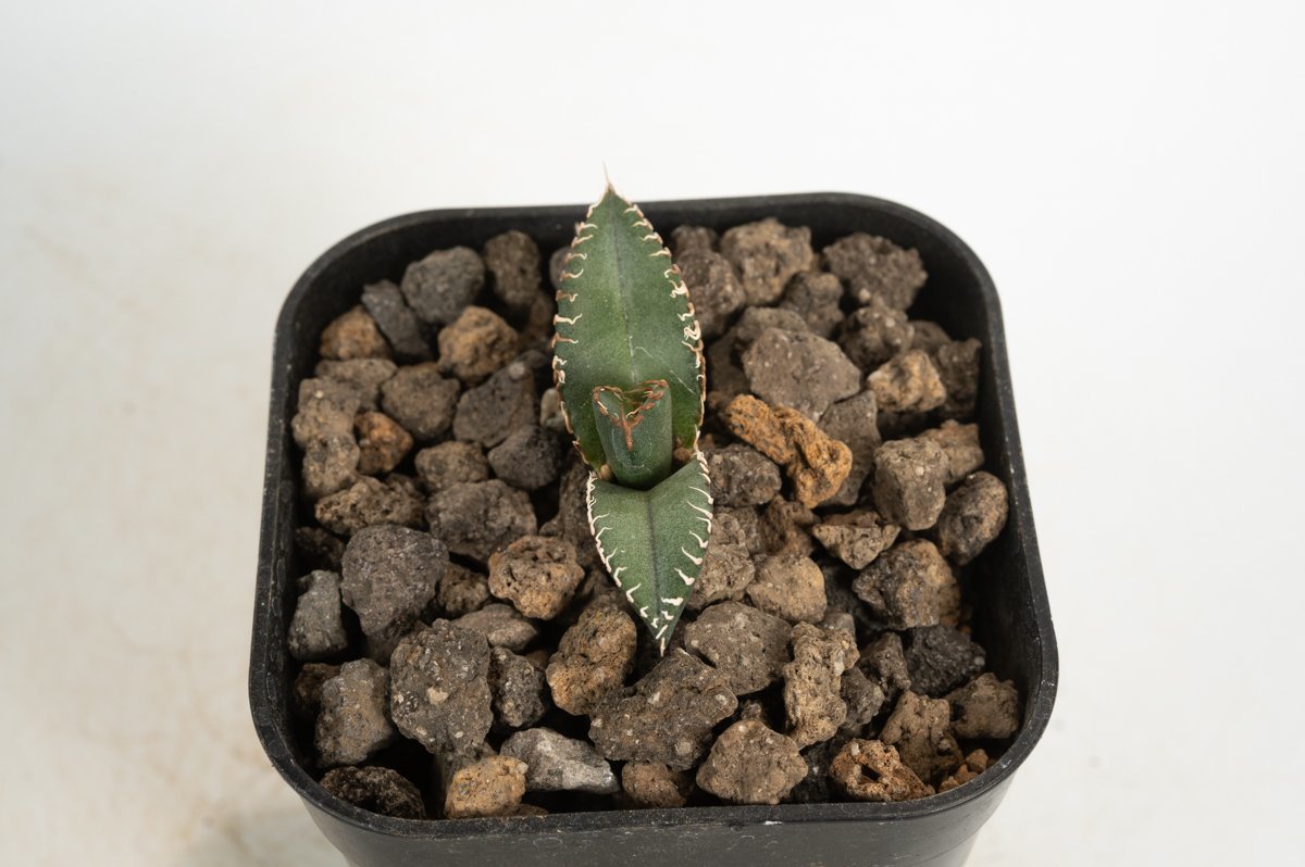 Agave super titanota アガベ 10 Agave super titanota アガベ
