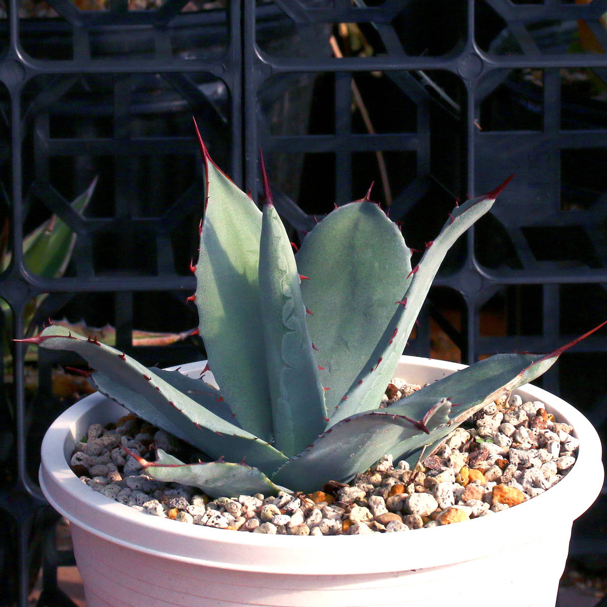 ∂∂∂ Agave parryi huachucensis 'Wakefield' アガベ・ファチュー