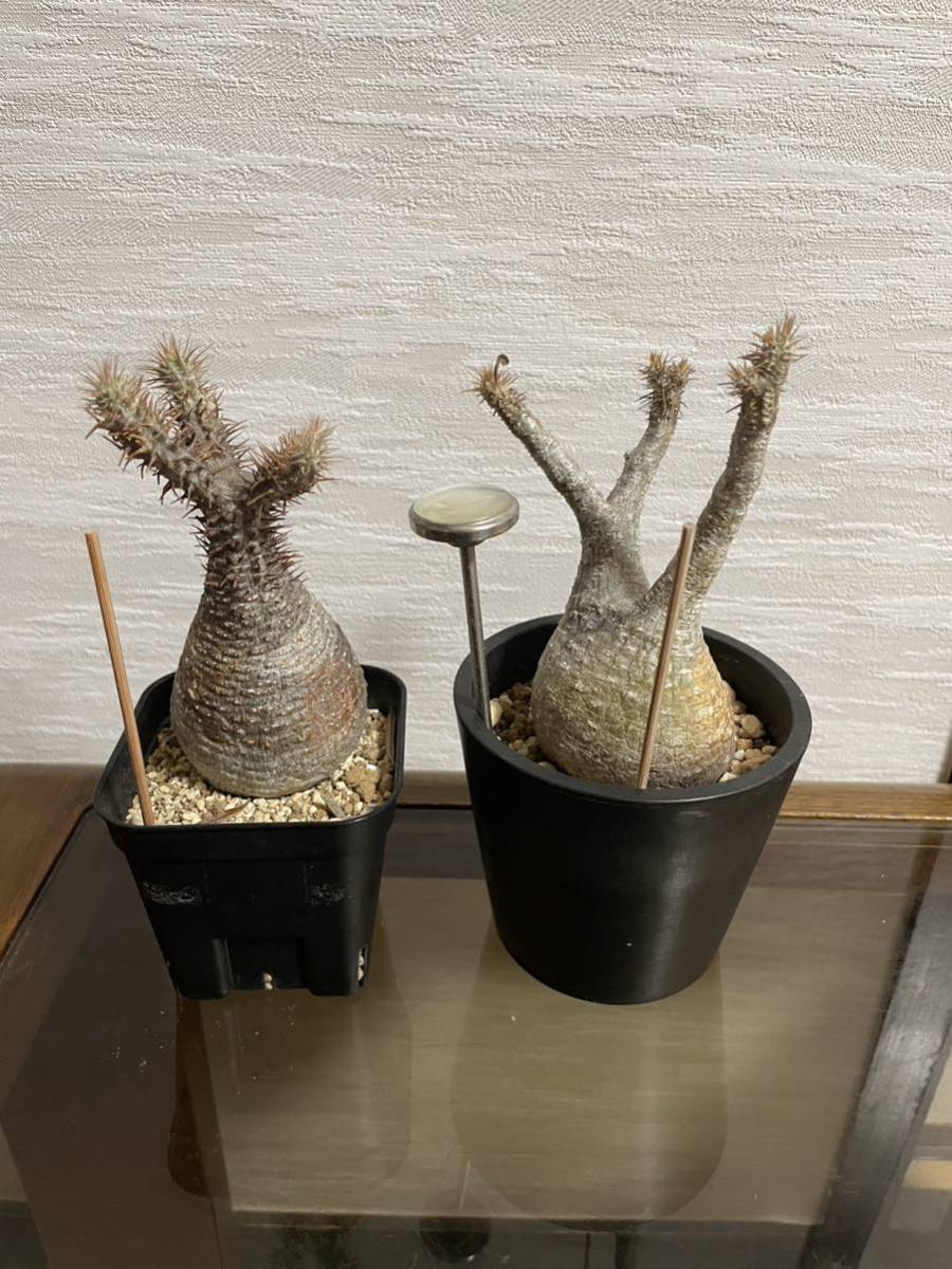 グラキリス パキポディウム グラキリス＆エブレネウム 塊根植物