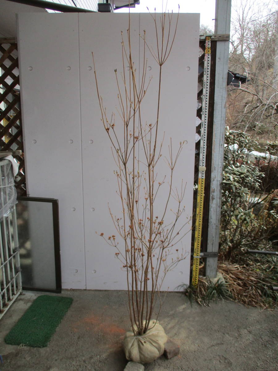 生産者直売！　◆ヤマツツジ◆　樹高1.85ｍ　株立ち　花芽あり！