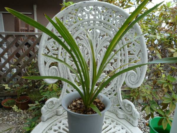 キンリョウヘン原種Ｄ、４条花芽付き大株、ミツバチ、金稜辺_1