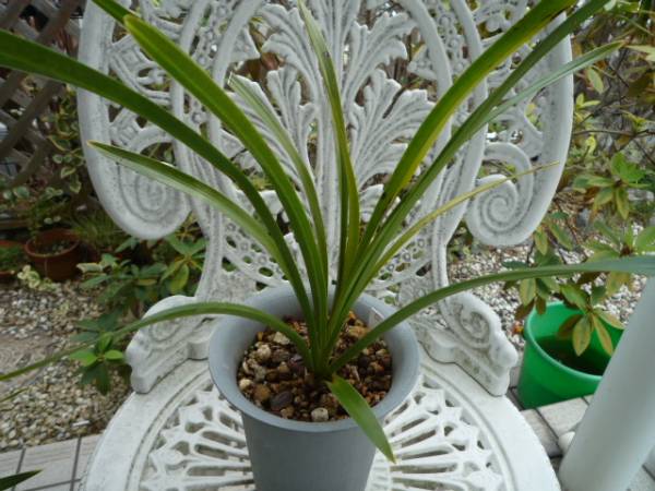 キンリョウヘン原種Ｄ、４条花芽付き大株、ミツバチ、金稜辺_2