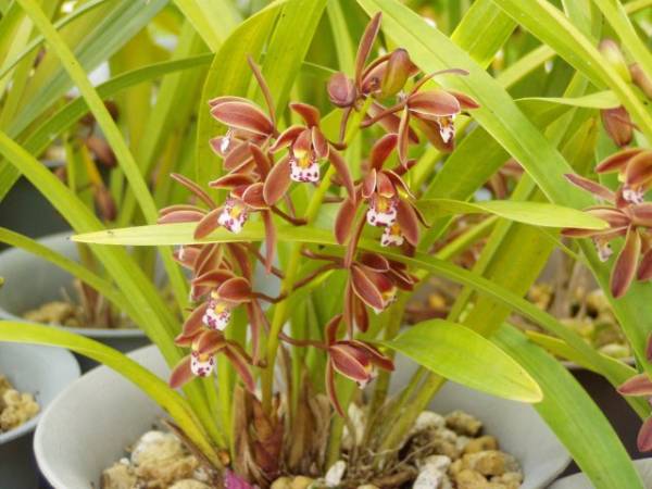 キンリョウヘン原種Ｄ、４条花芽付き大株、ミツバチ、金稜辺_3