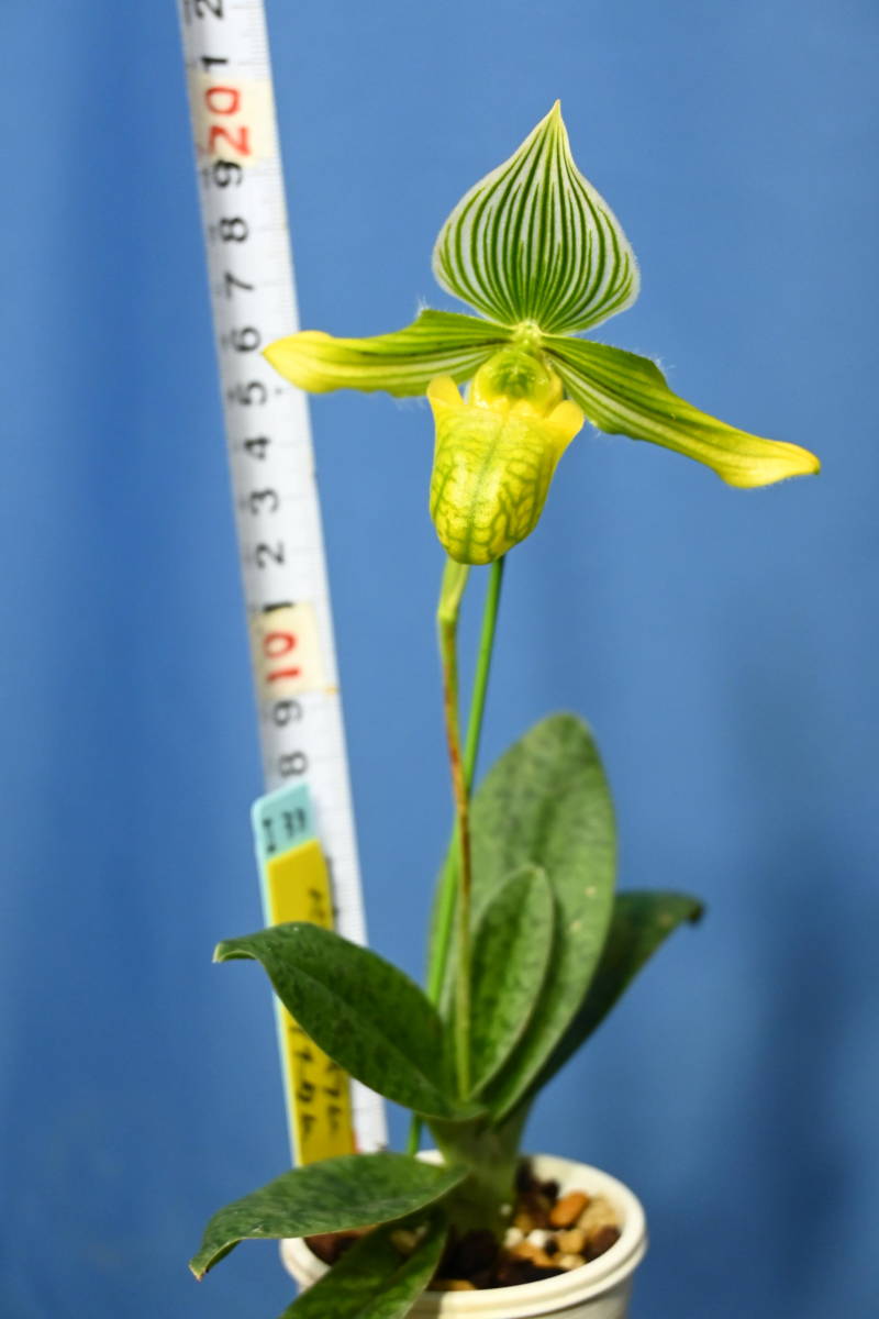 I-33 Paph. venustum aureum 洋蘭 原種 パフィオ 〈 R5-0222-I 〉 Paph