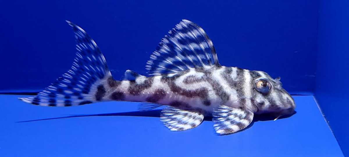 AQUASHOPアクアランド KIMIブリード　メガクラウンゼブラプレコ　約6.5cm　保証有り　