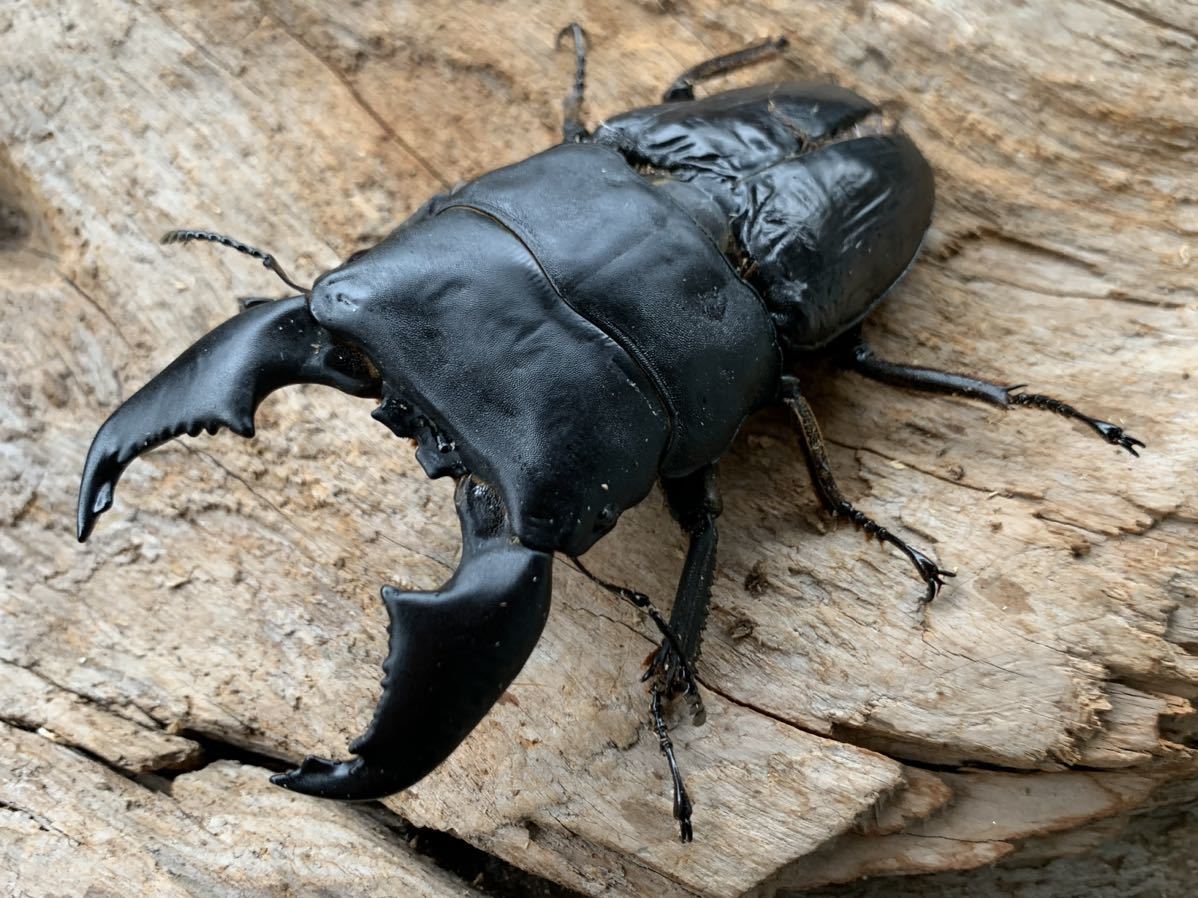 スマトラオオヒラタクワガタ アチェ産 大型×極太 オス101.5mm 1セット