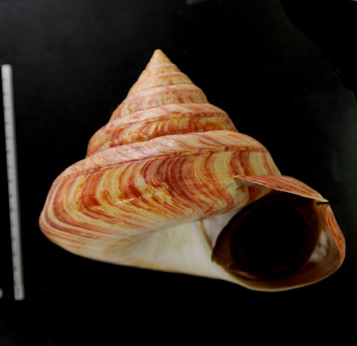 貝標本:リュウグウオキナエビス ▽170mm 特価 13255(科学、自然)｜売買