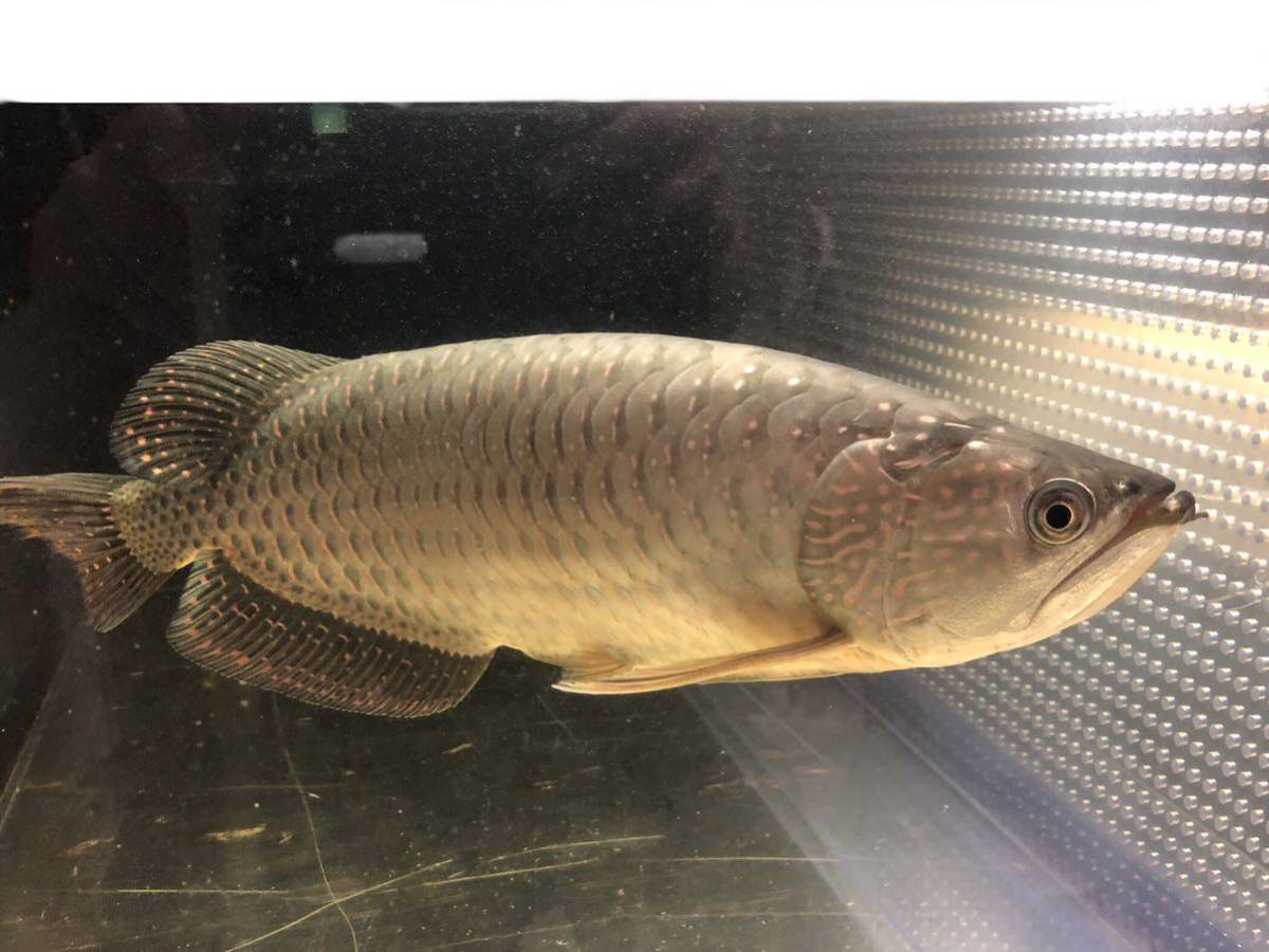 極美ノーザンバラムンディ±45cm 売り切り1円スタート(アロワナ)｜売買  