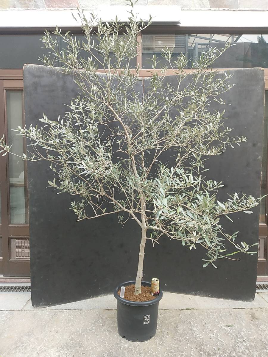 苗木・植木 オリーブの木 アスコラーナ・テネラ