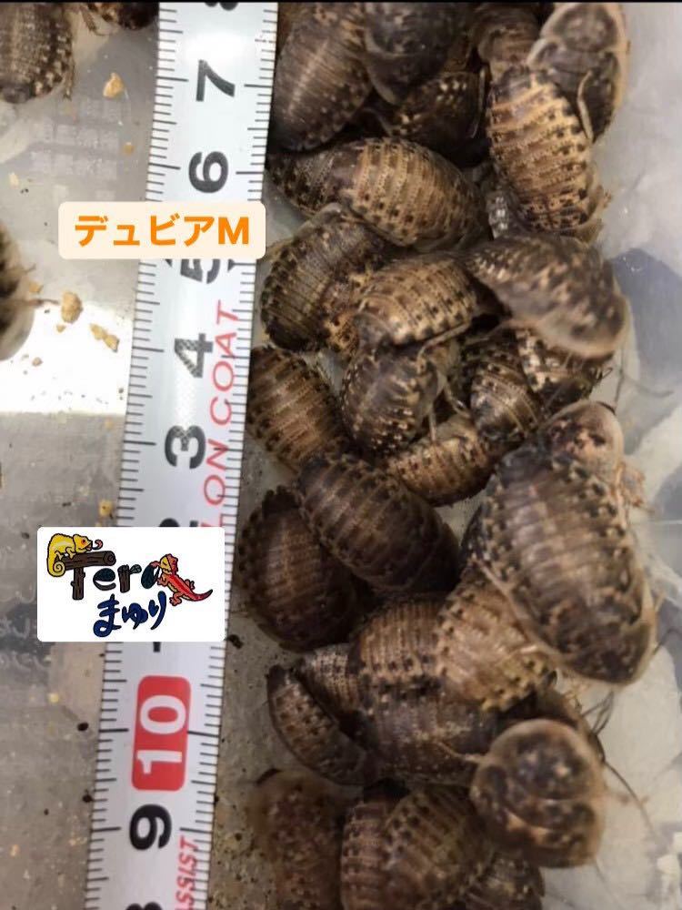 dooa コレクションワイヤースタンド テラリウムケージセット 30×30×45