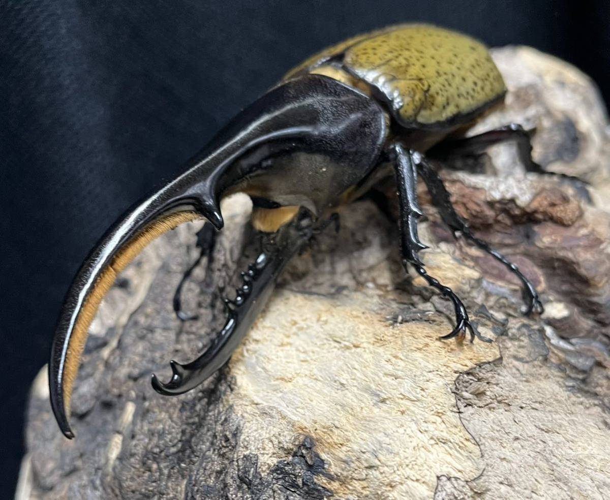 ◯beetleshop桜◯有名血統。ヘラクレスオオカブト成虫ペア131×71 