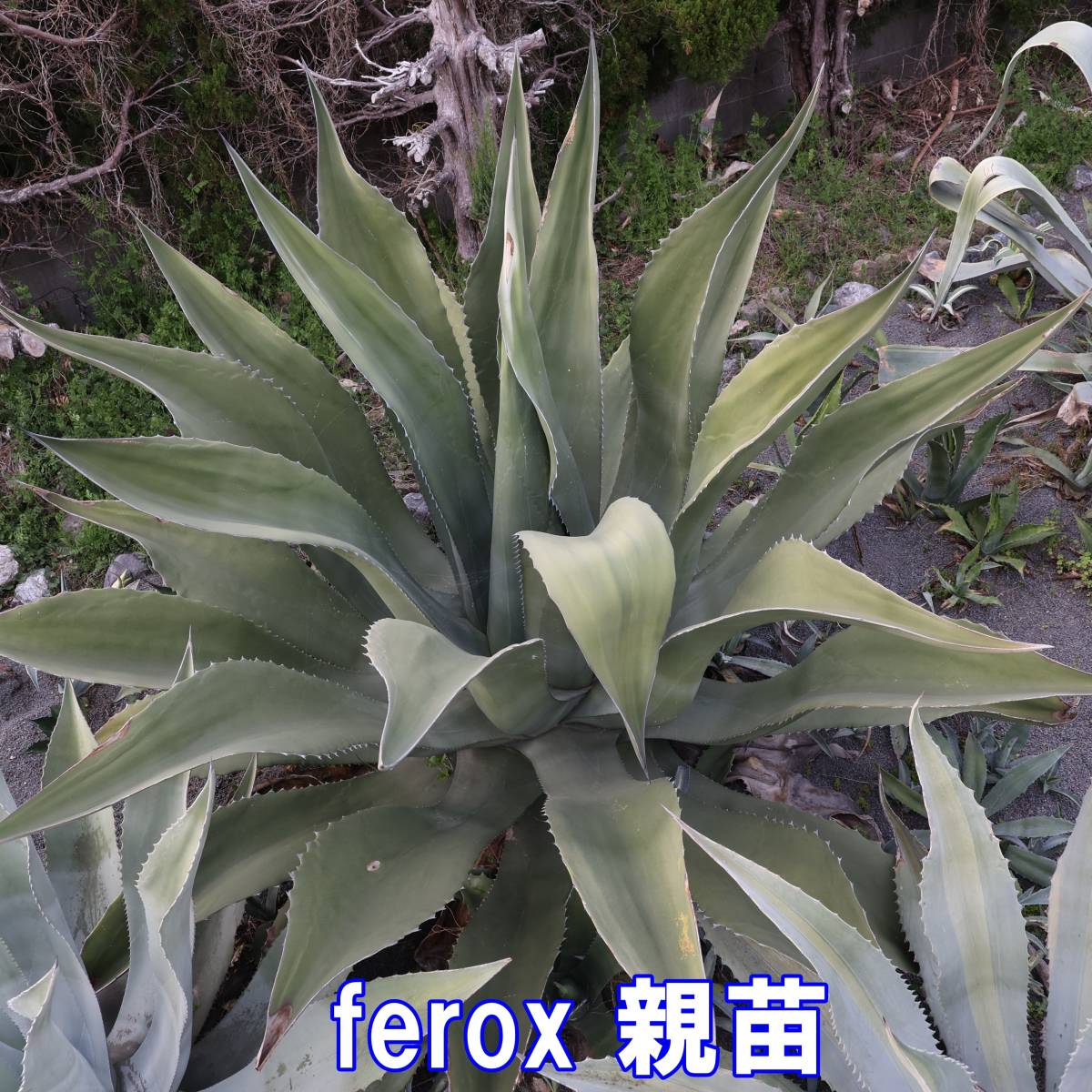 アガベ　フェロックス　幅約90cmのモンスター苗