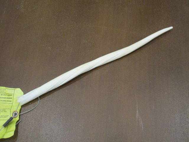 売り切り！一角鯨の角（イッカクのツノ⁄歯牙） ウニコール 一本もの