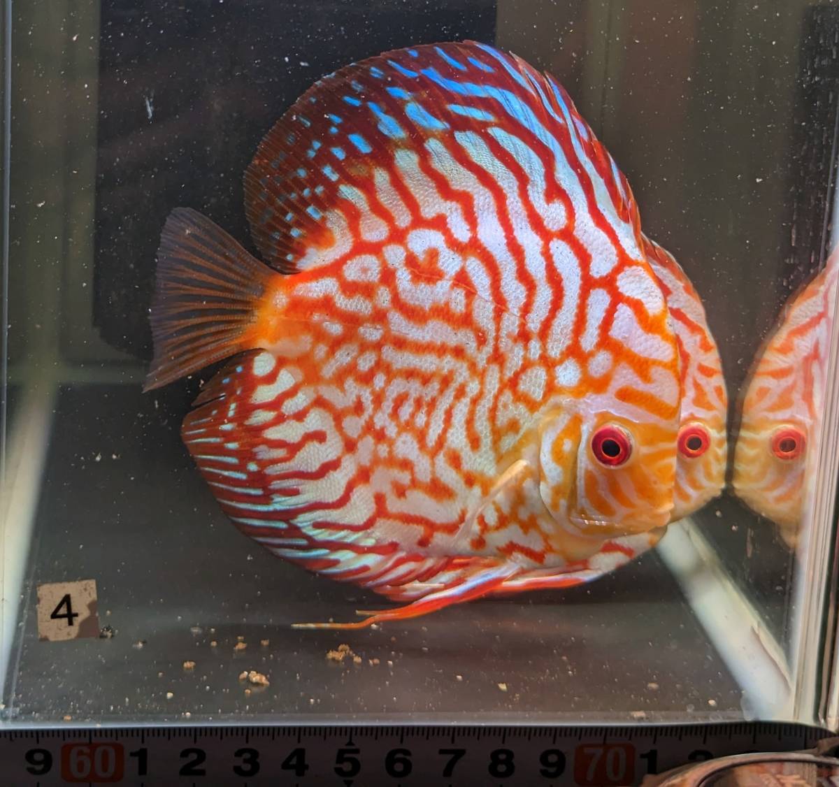 4-5 パールラフレシアディスカス 2匹セット 約11cm たぶんオスメス 