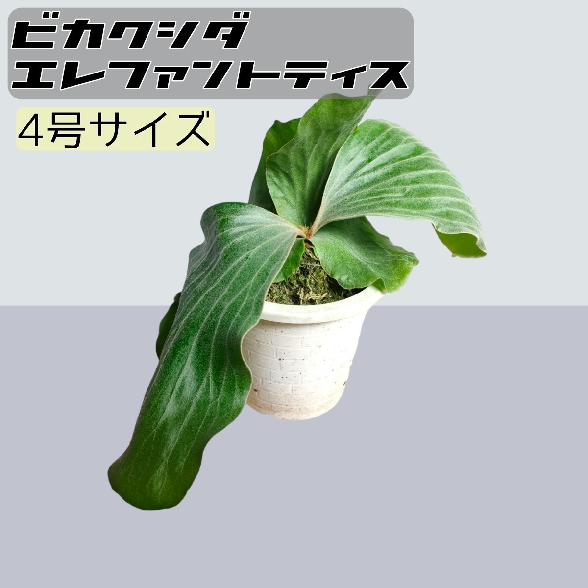 ビカクシダ エレファントティス 現品発送！③ 現品】 ビカクシダ エレファントティス コウモリラン/Platycerium 観葉