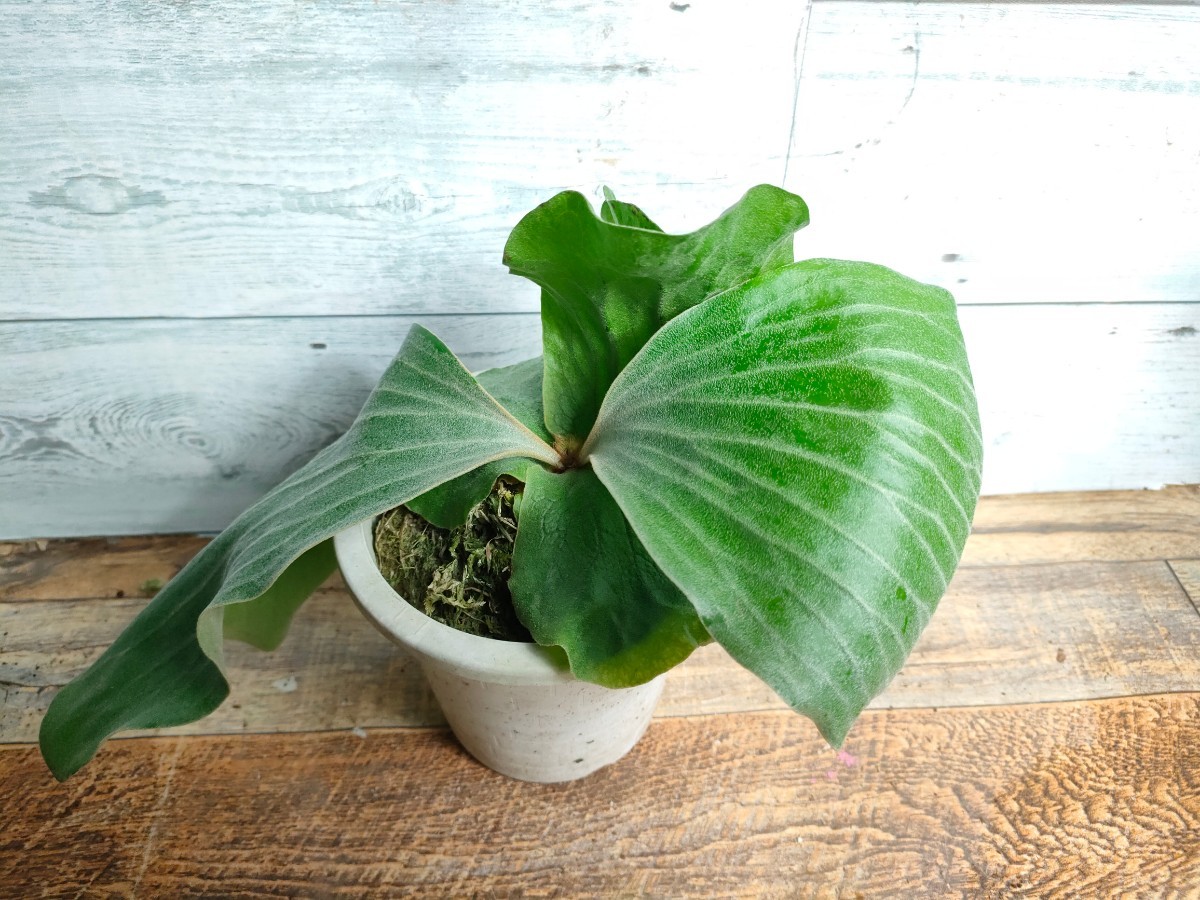 現品】 ビカクシダ エレファントティス コウモリラン/Platycerium 観葉